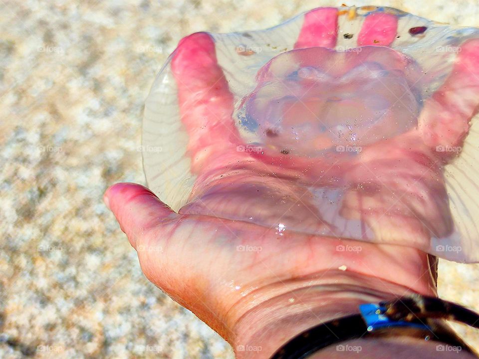 Summer. Against the background of golden sand, a female palm, on which lies a transparent large jellyfish