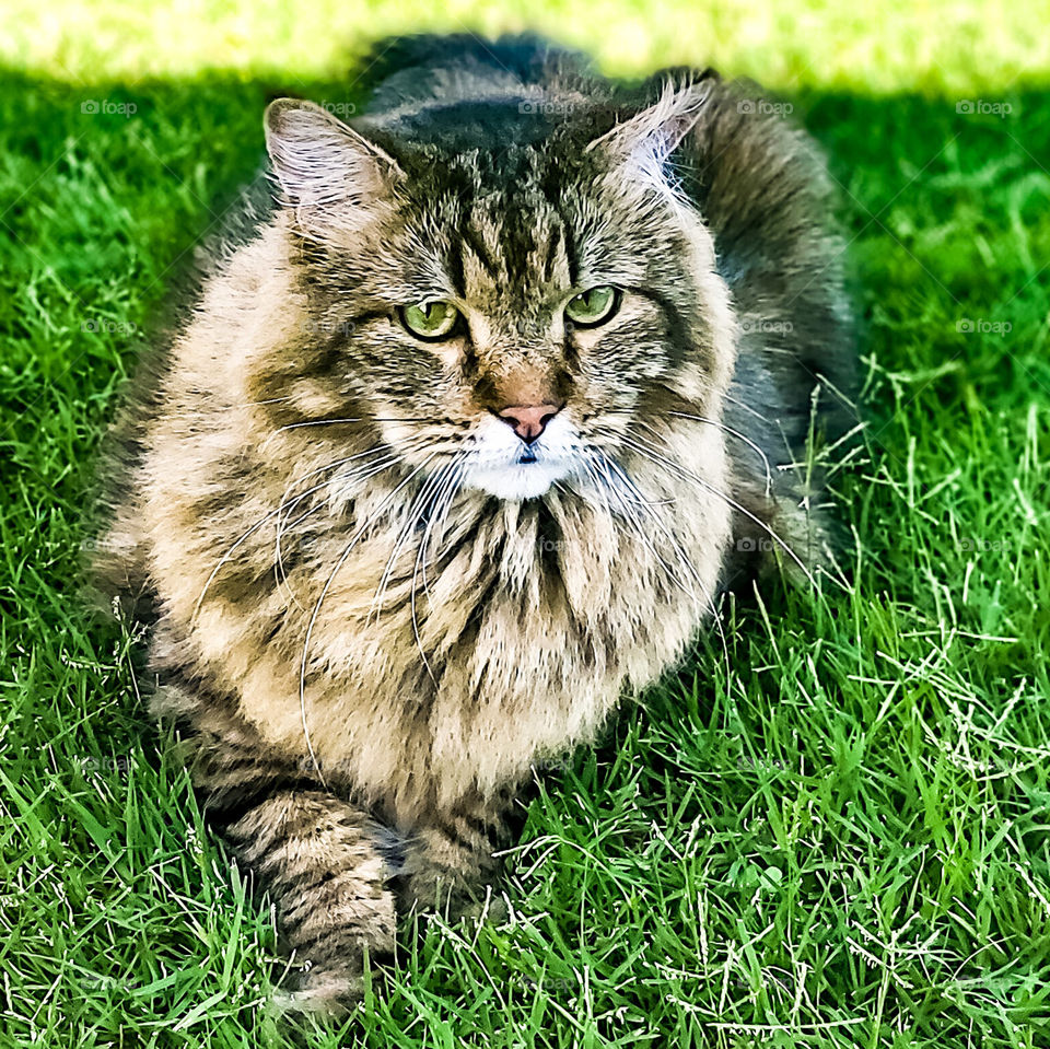 "cat portrait" my cat Mr B enjoying the outdoors, he loves it when he gets to go outside!