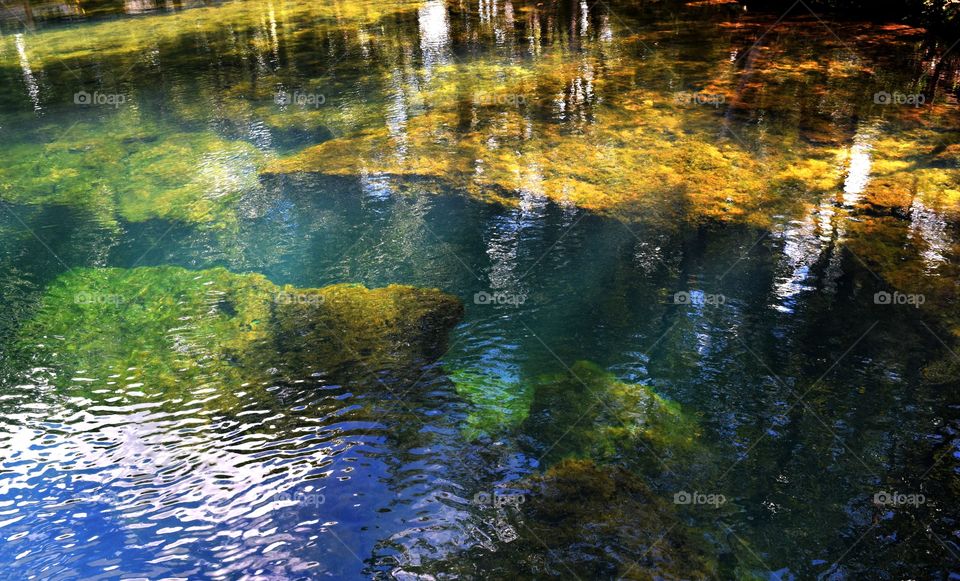 Homosassa springs 