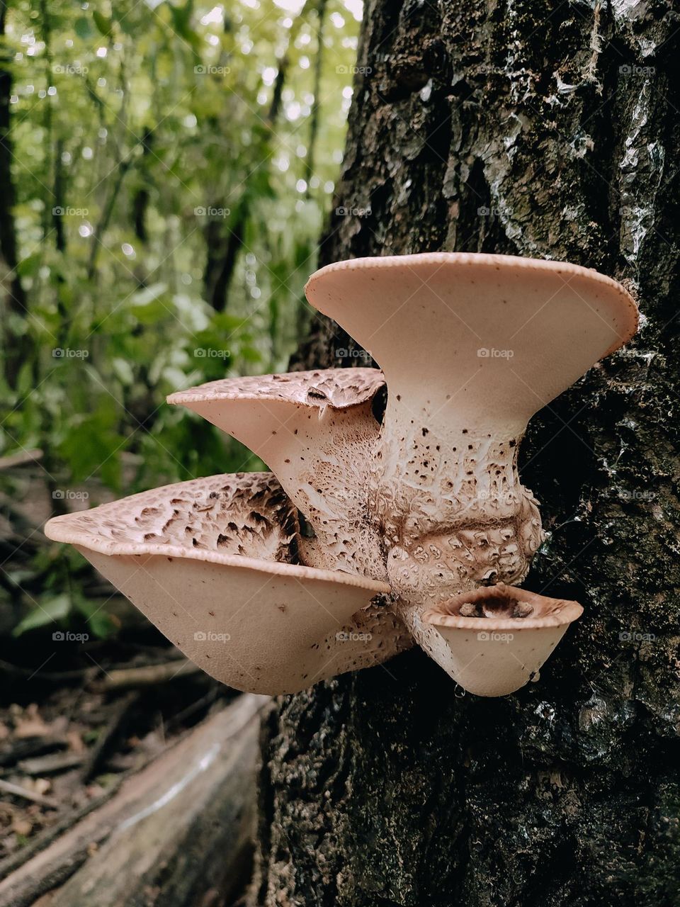 Wild mushrooms on the tree trunk close up, Dryad’s saddle, Pheasant’s back mushroom, scaly polypore, Polyporus squamosus, Cerioporus squamosus