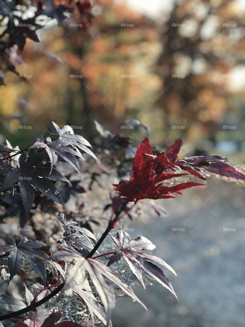 Japanese maple