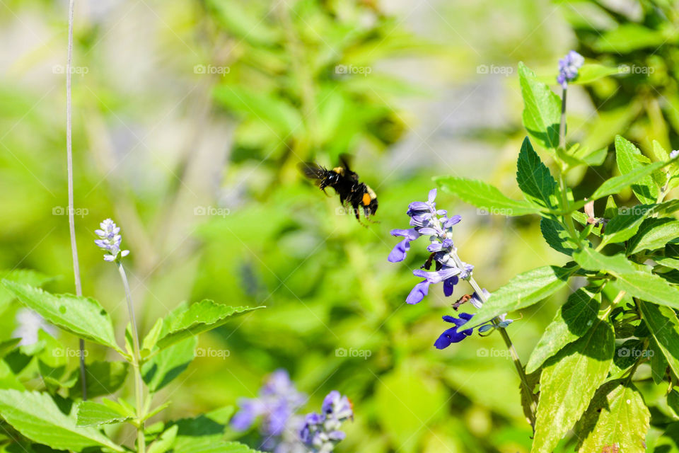 Bee flying near flower