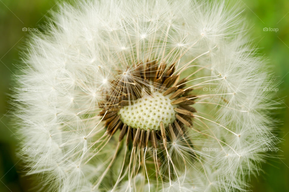 Dandelion, Nature, Summer, Flora, Seed