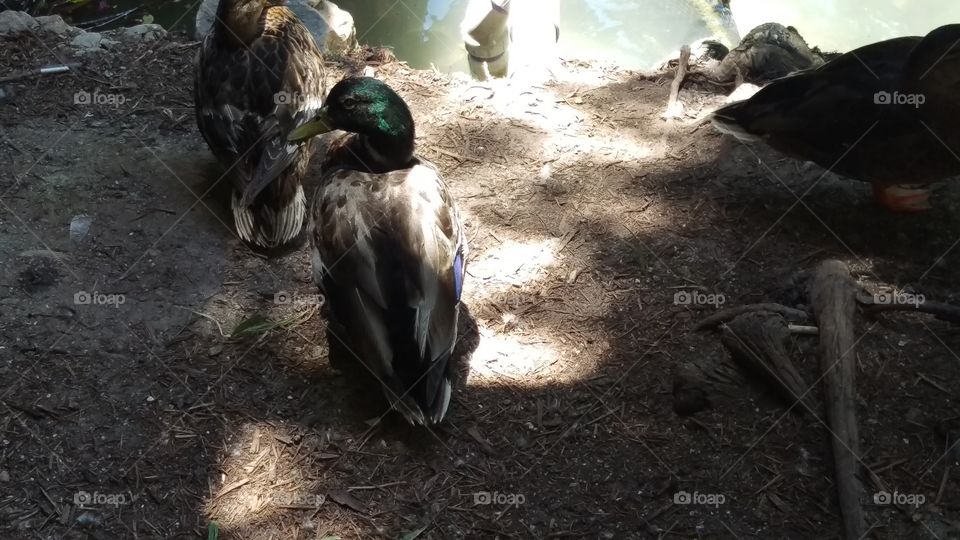 San Antonio River Walk Ducks