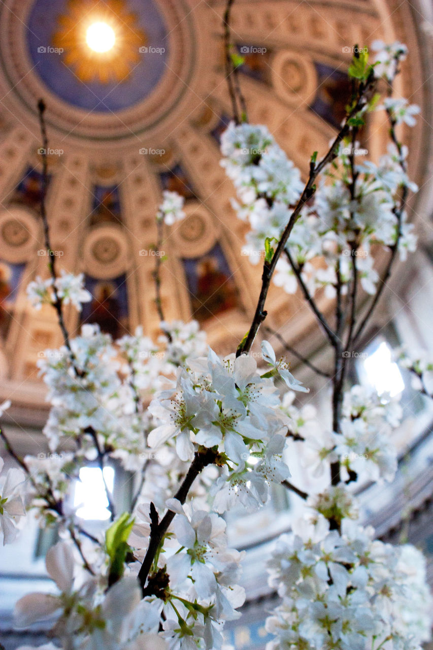 Blooming white flowers