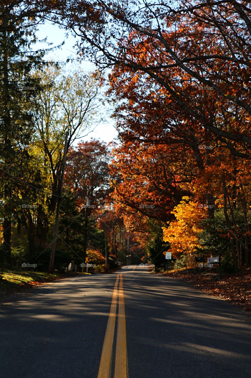 A quiet road enclosed by tall overpowering fall leaves. The shaded road has a warm feel to it even though the weather might speak differently. 