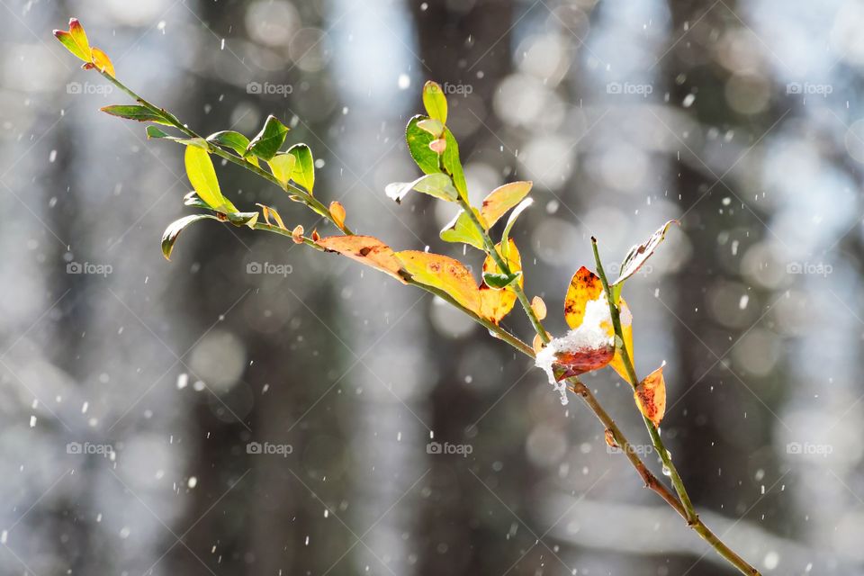 Snow drops from trees behind shrub branch in fall 