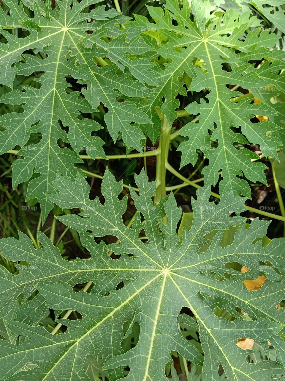 Green leafs