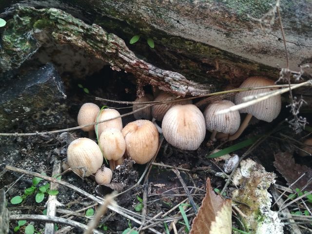 Small mushrooms