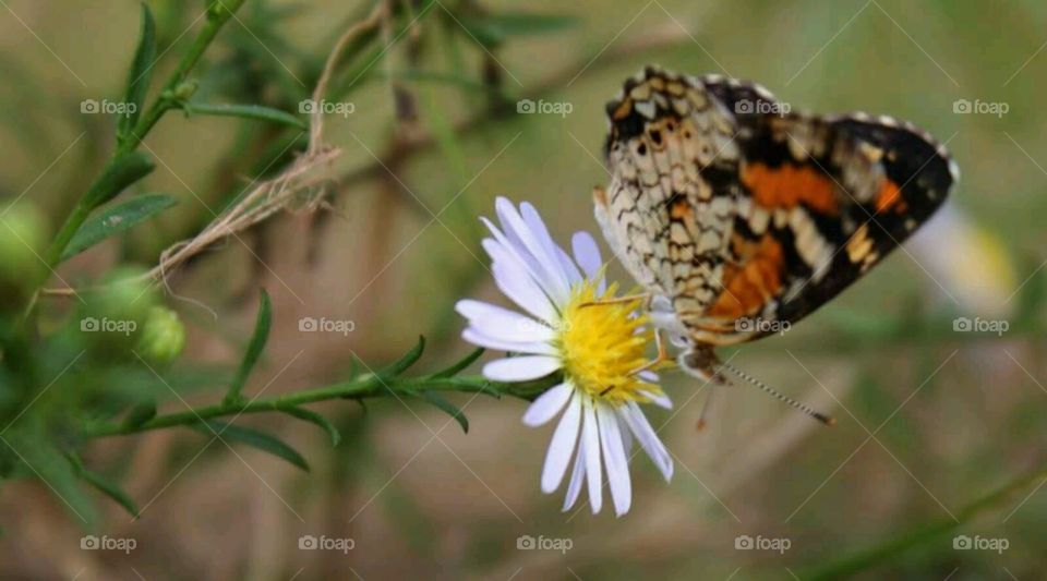 Butterfly 2. The side of the butterfly.