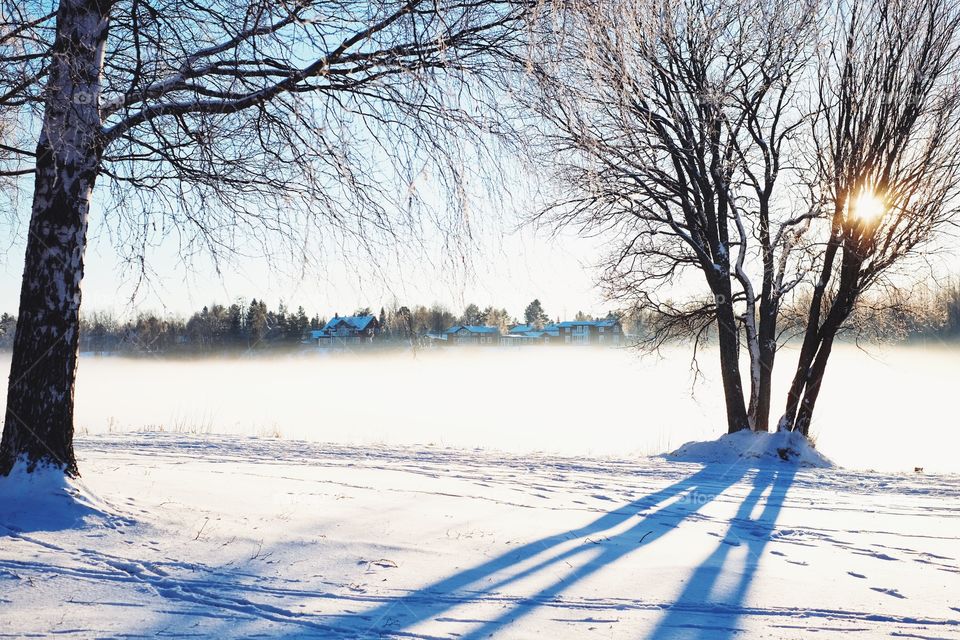 Winter, Snow, Tree, Cold, Frost