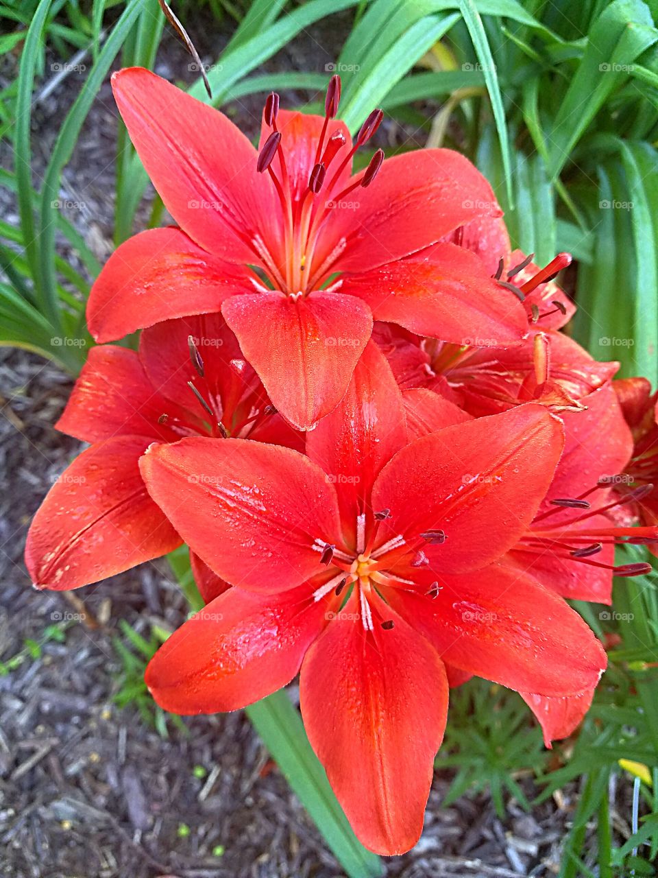 lily plant in full bloom