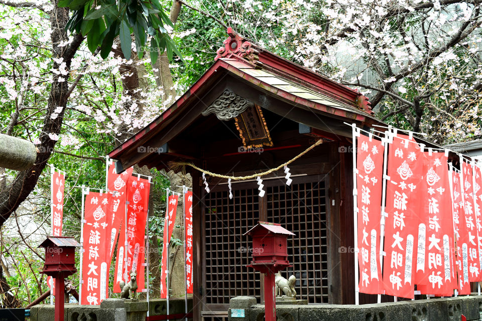 Sakura and a small shrine(nakano-ku, Tokyo Nakahonichi inari shrine)