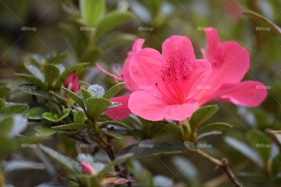 Azalea flowers