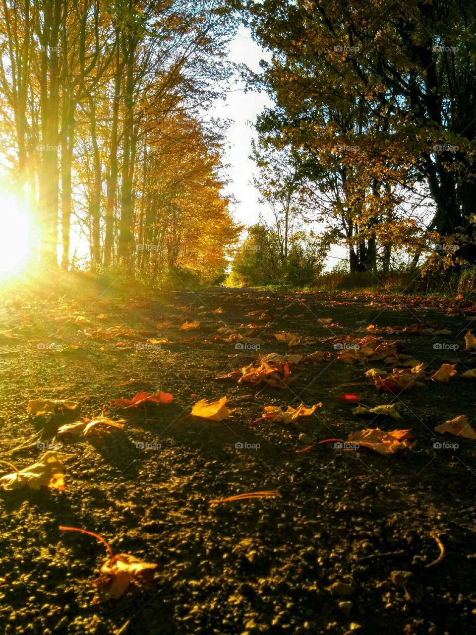 sunset path