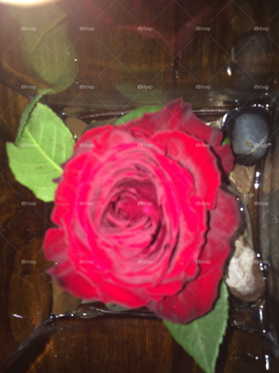Rose. Red flower
