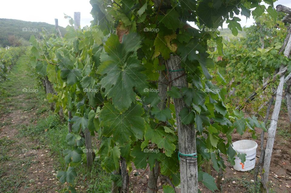 Vineyard's Vrbnik Croatia