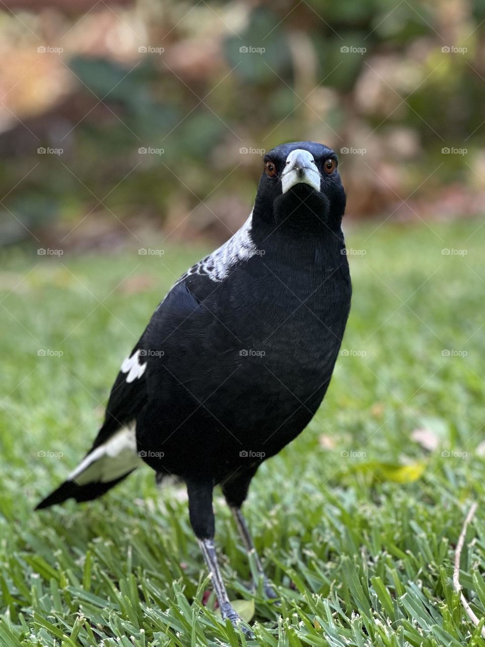 Magpie 