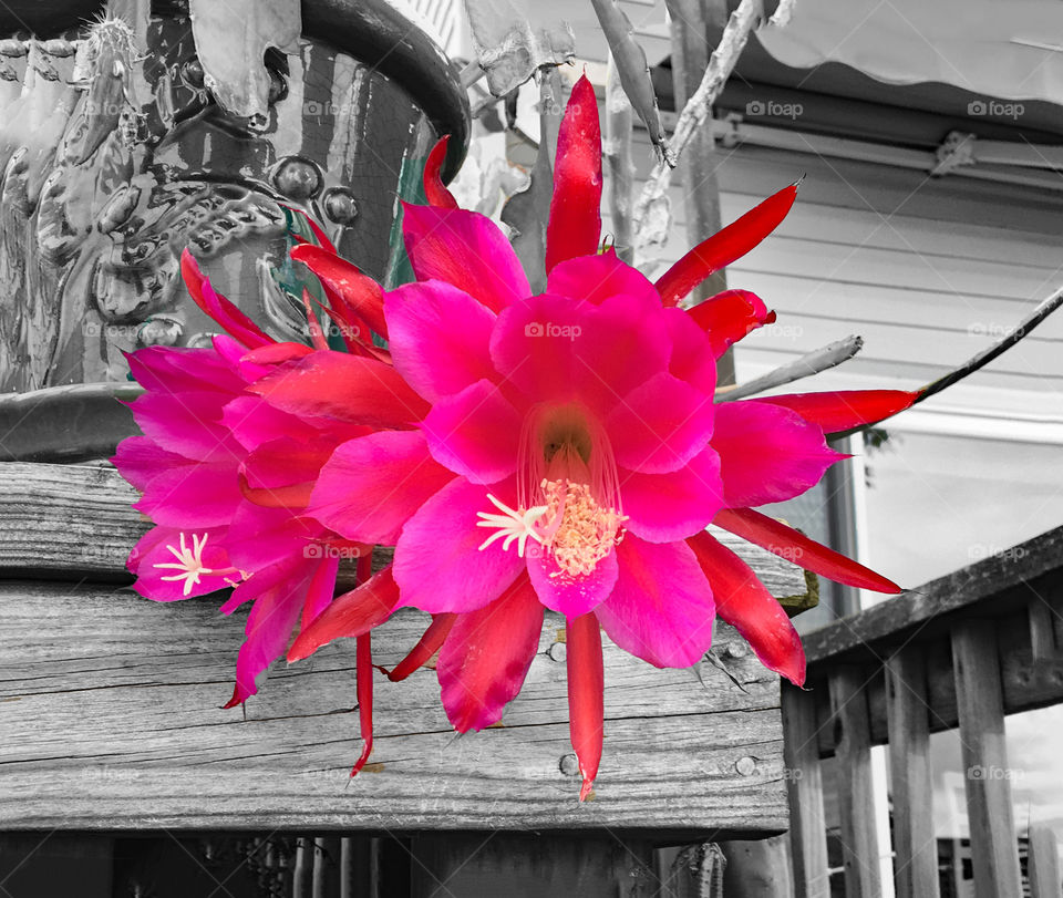Flower on a bayside deck. 
