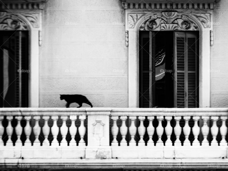 The cat on the balcony of a third floor