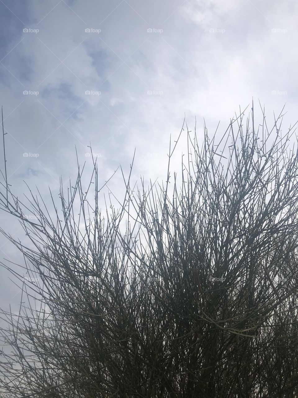 ,Markh plant relaxed