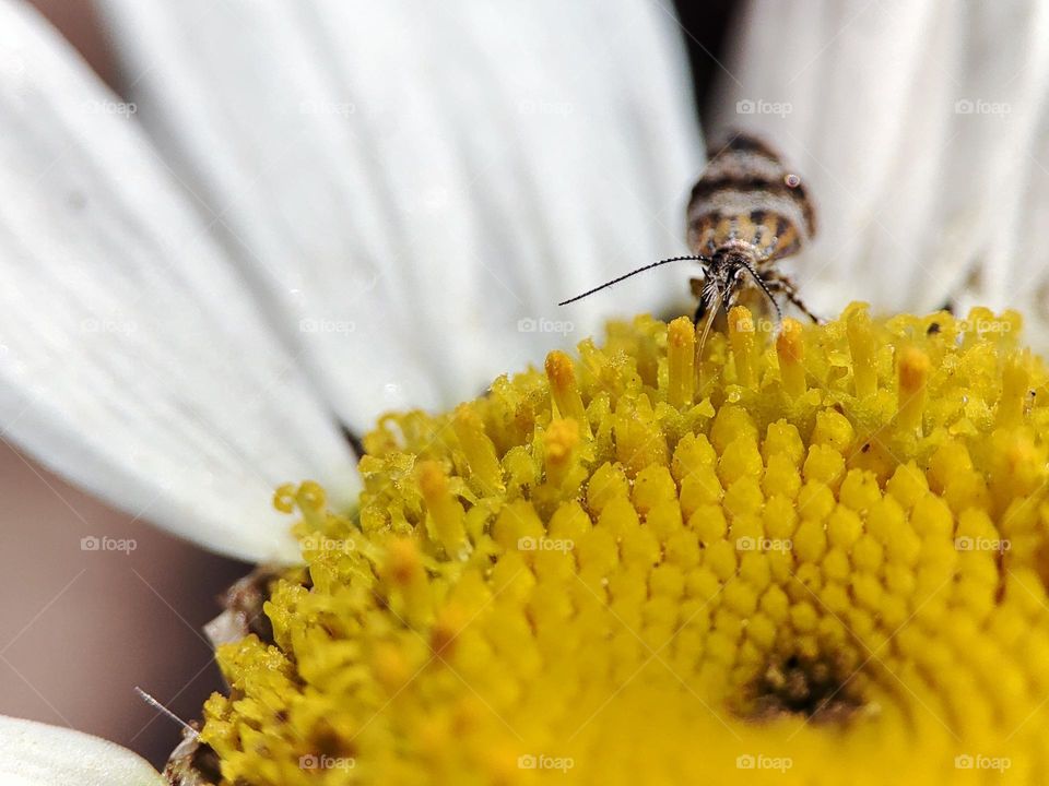 Anthophila fabriciana