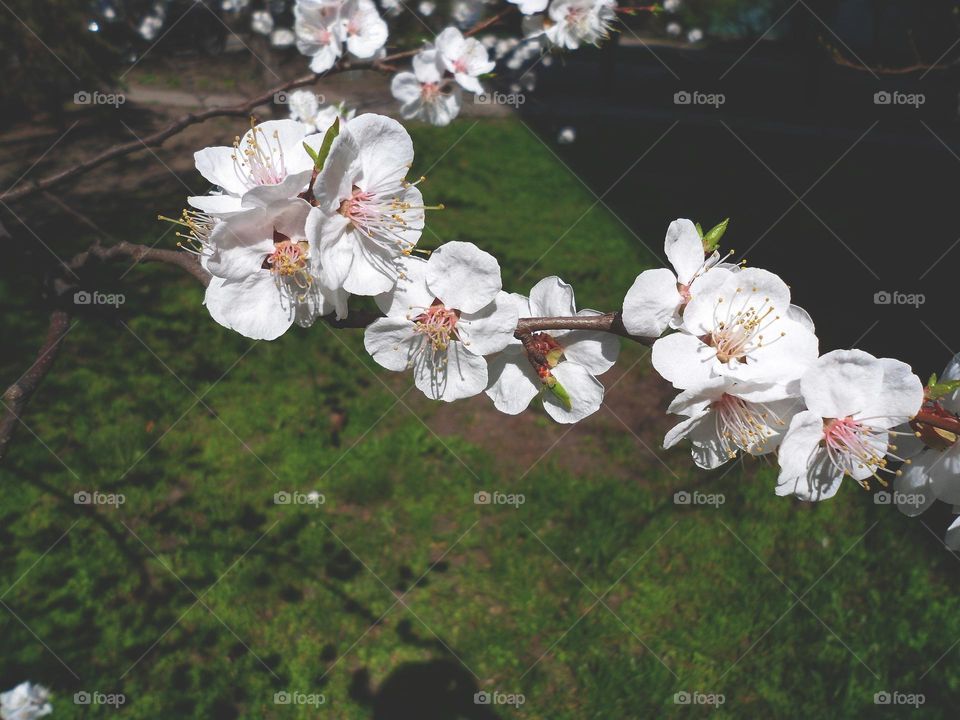 apple blossom in spring