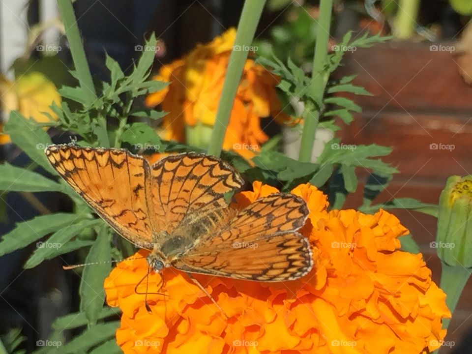Orange moment. Butterfly and flower are all orange