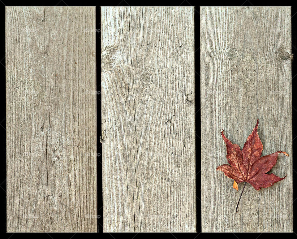 Dry leaf on my porch