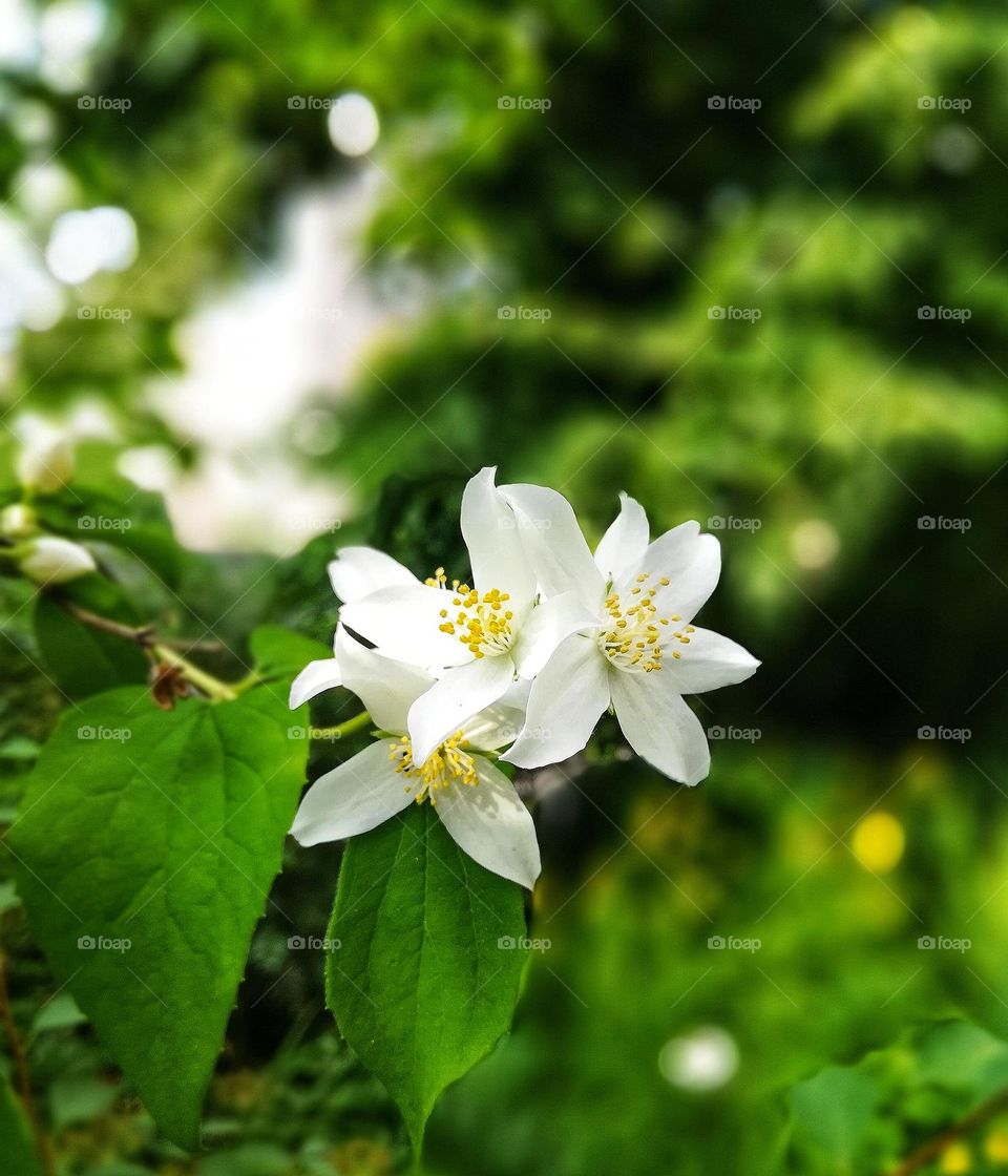 Beytiful 😍 spring naturphoto Flovers Ukraine 🇺🇦 cute planet my home 🏡