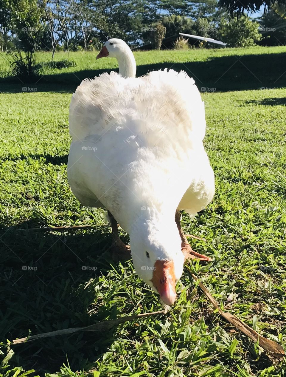 Pair of geese. Moody goose.