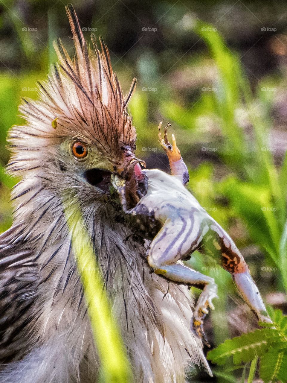 Anu Branco se Alimenta de um pequeno sapo