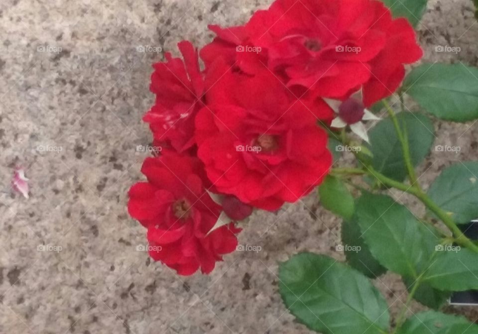 Stem tips dripping red roses, these red blossoms hang in front of stone in a very pleasing burst of red.