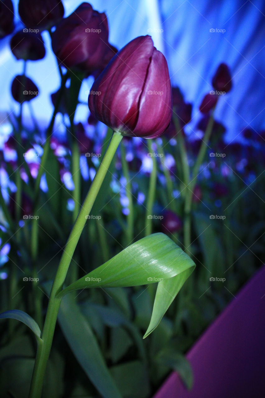 flowers close purple festival by lugasi