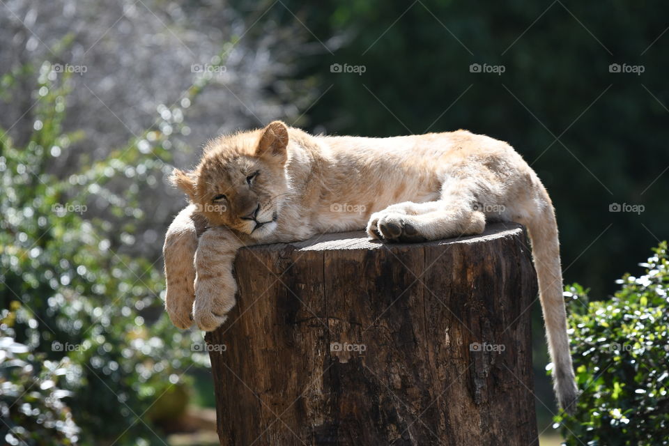 lion cub