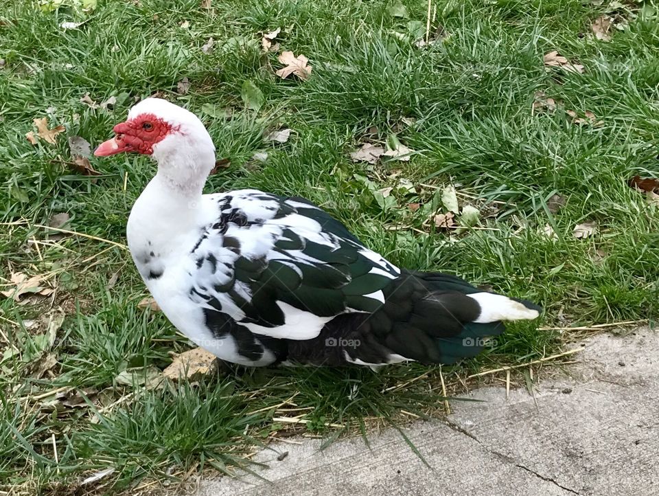 Muscovy Duck