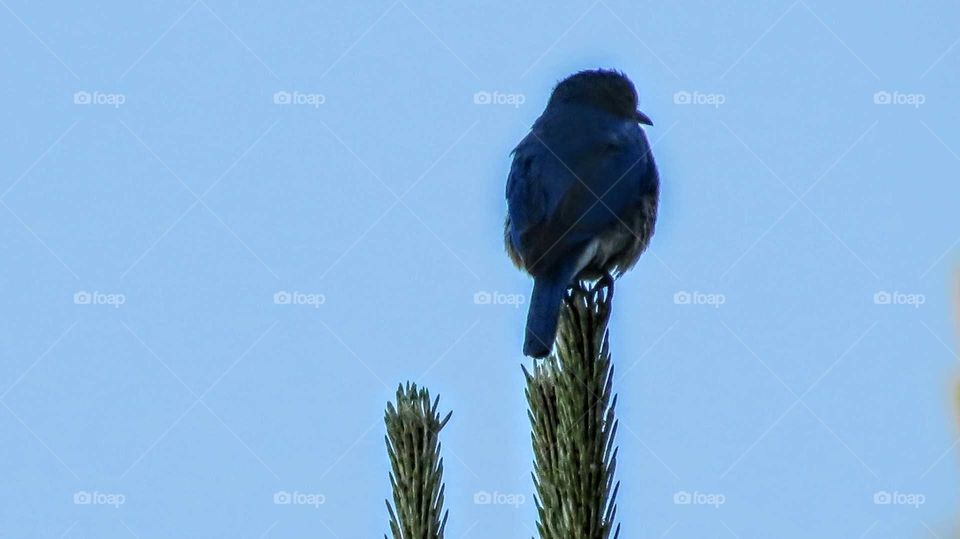 Blue Bird on top of tree