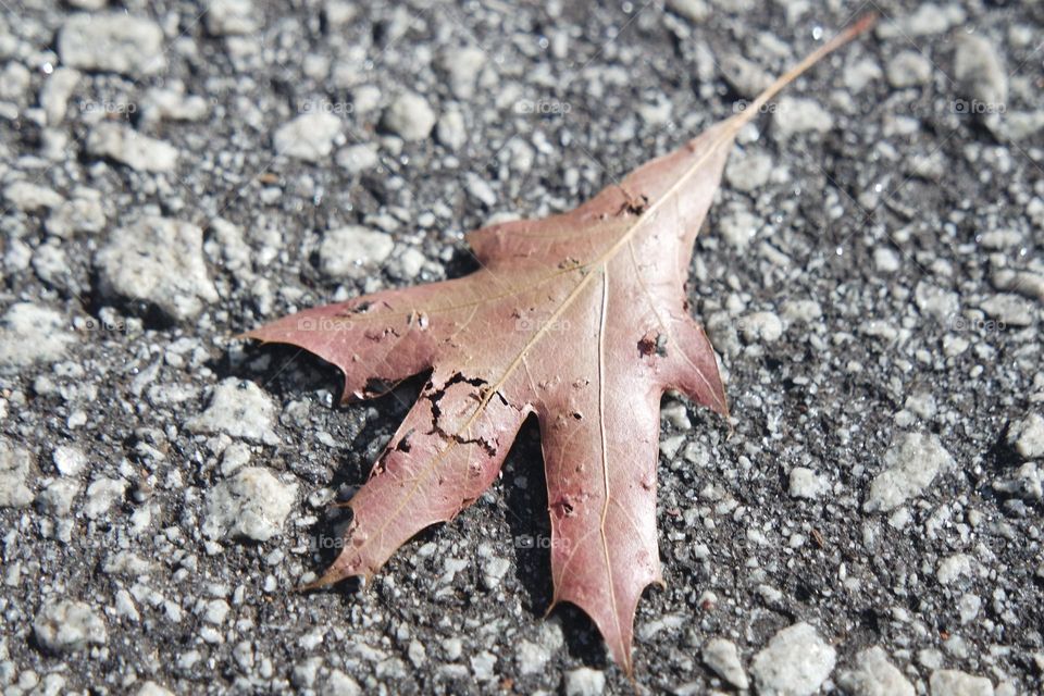 A red leaf lying on the cold concrete rock of the road slowly turning crusty and brown as it dies.