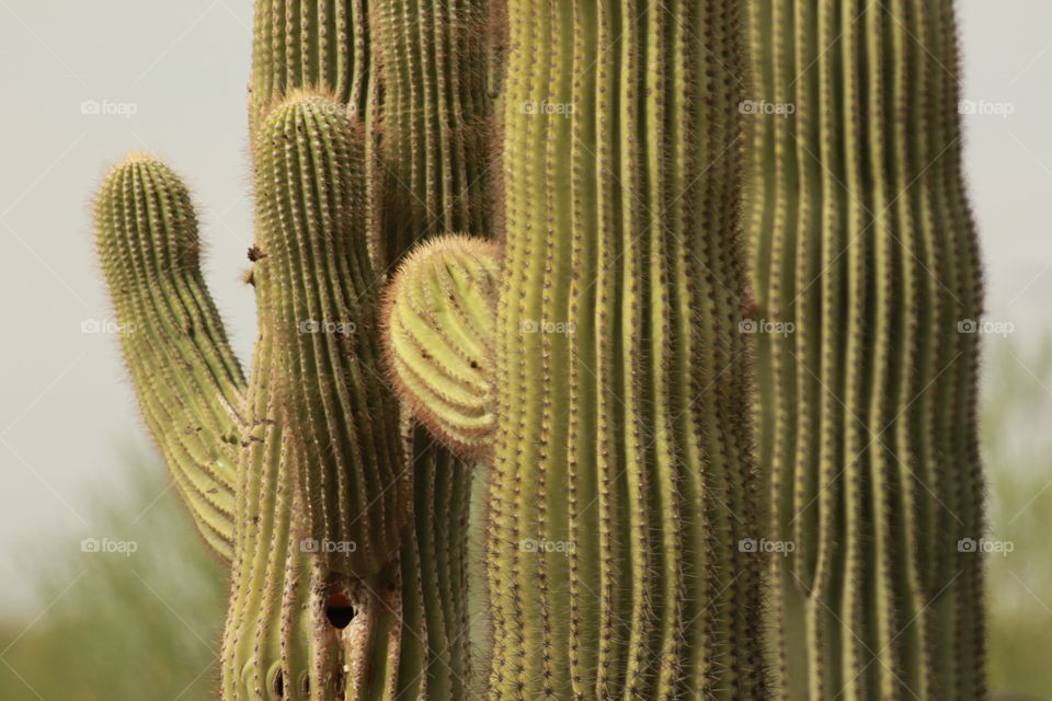 Saguaro cactus