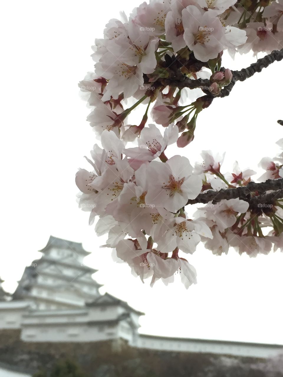 Close-up of cherry blossoms at Himeji castle
