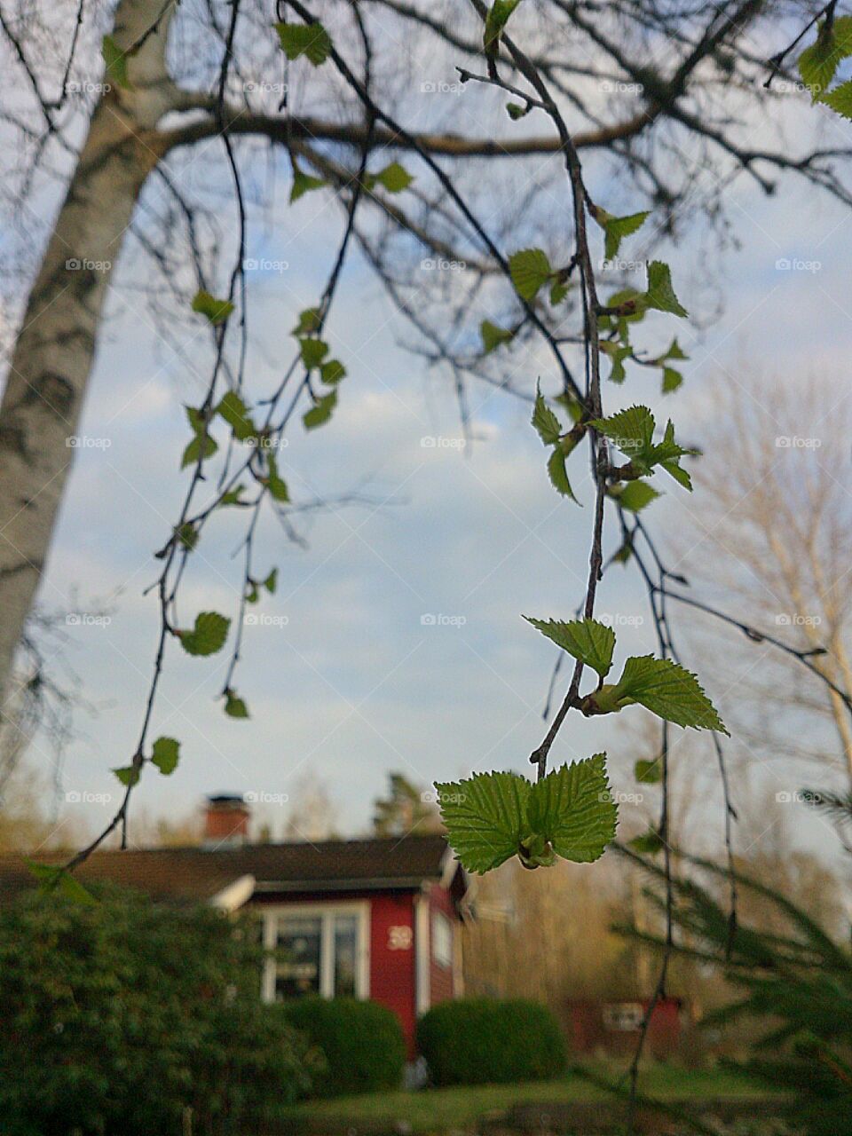 Birch tree leaves 