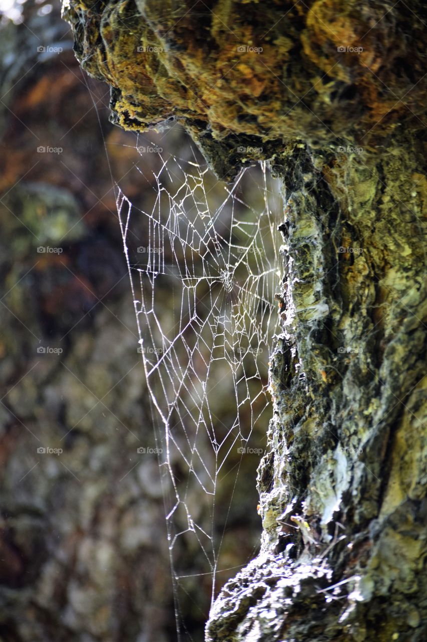 spider Web on tree