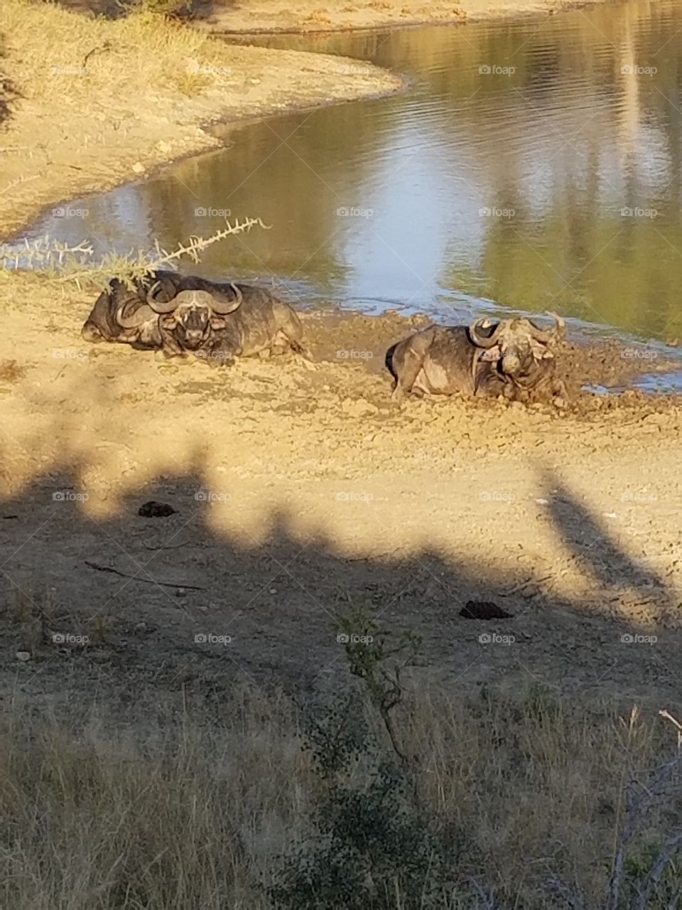 Old male African Buffalo at a water hole