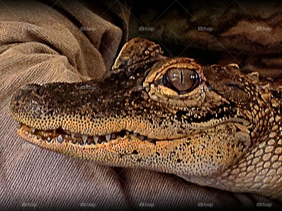 Alligator closeup

