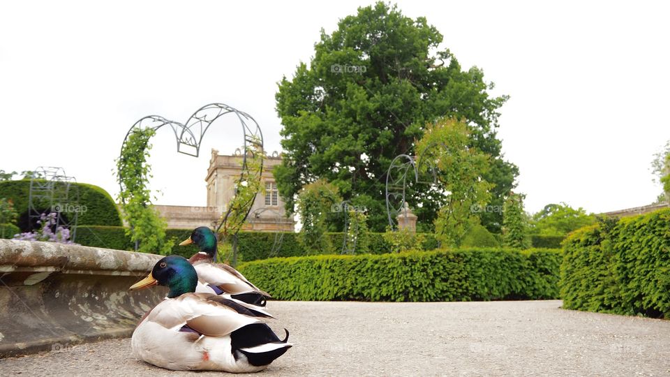 Ducks sat by pond in Longleat gardens