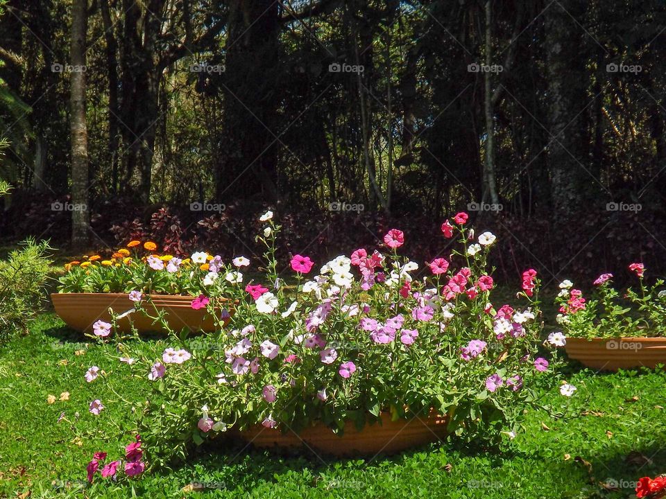 Flower in vaso