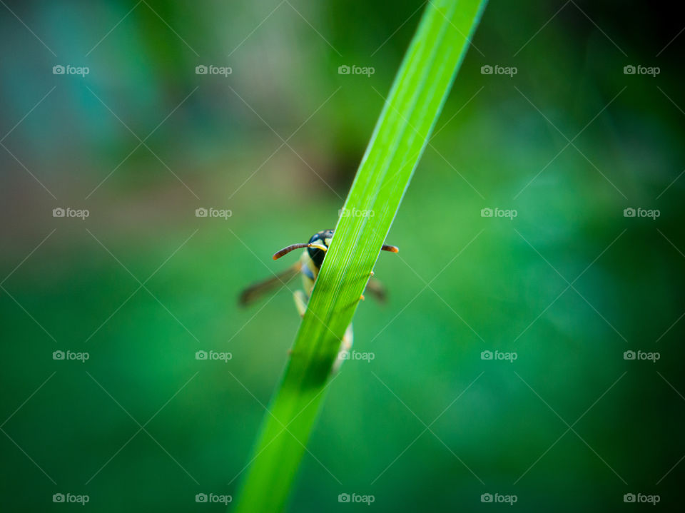 A macroscopic story of little bee who was hiding behind the grass... Got capture with my eye lens #macro