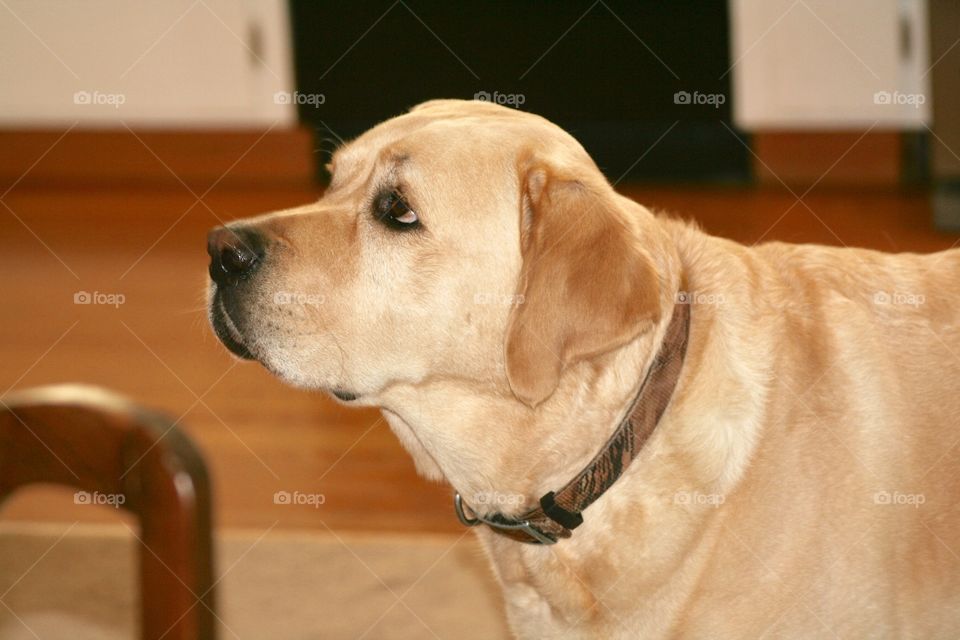 Yellow Labrador 