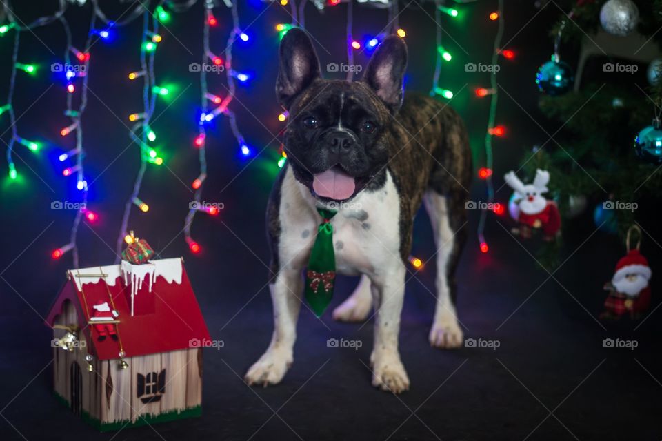 Dogs and Christmas lights 