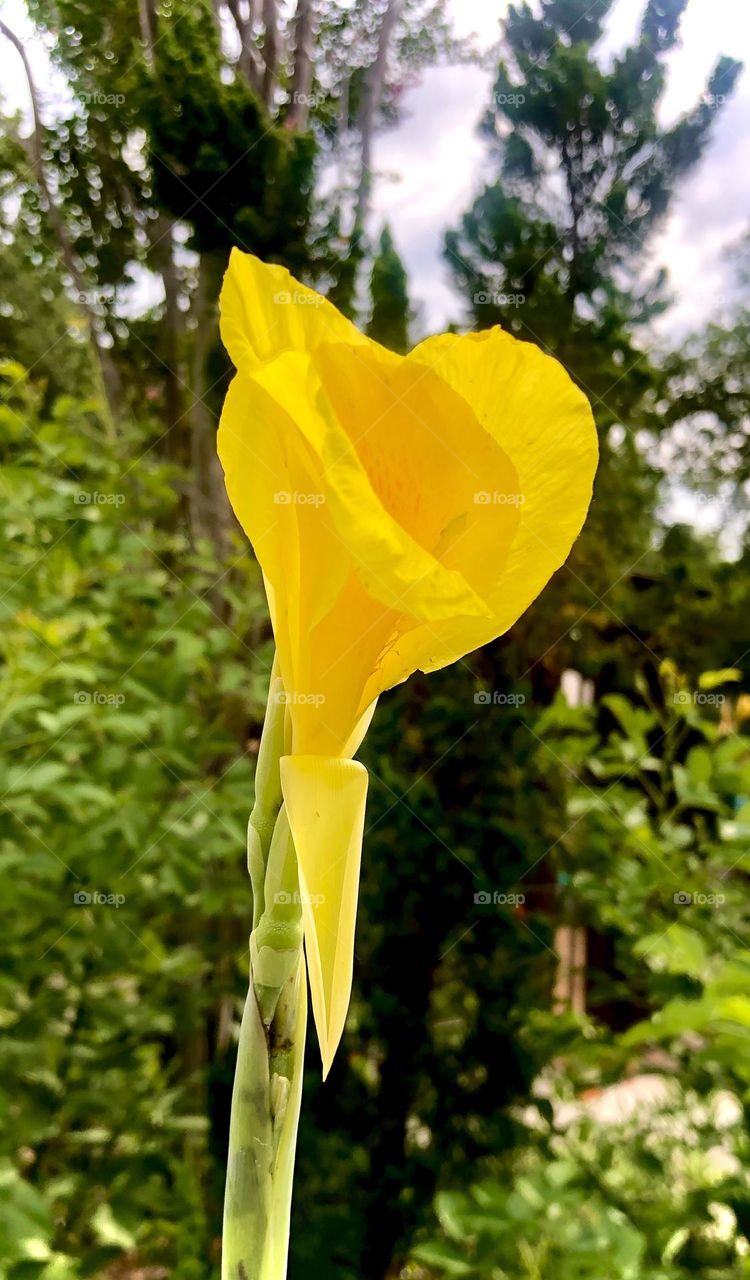 Closeup of a yellow canna lily, with one petal wilting, against a lush green background and grey skies 💛